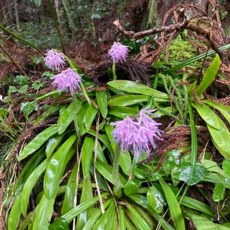 ショウジョウバカマ