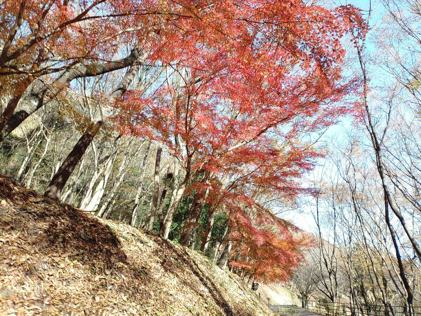 すっかり紅葉も終わりですね