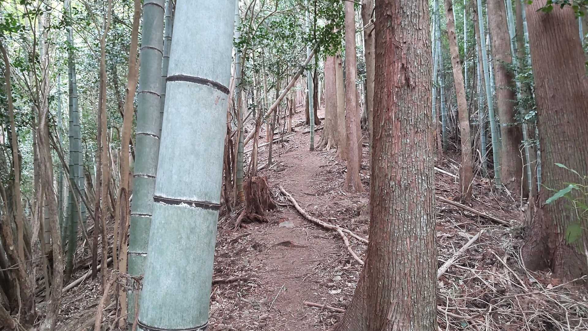 こんなトレイル