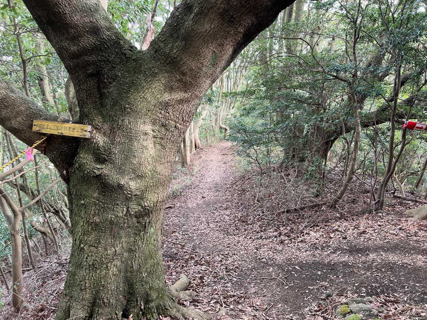 里山縦走路には行かず、まっすぐ下ります。
