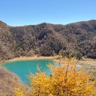 カラマツの黄色と
五色沼の緑のコントラスト