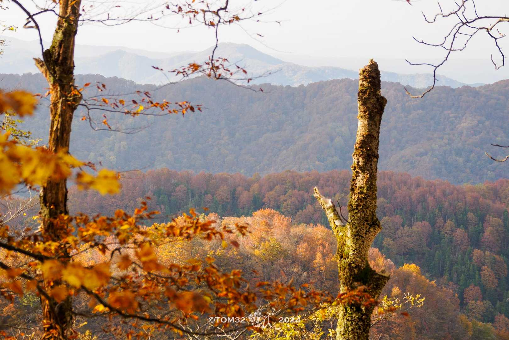あっちの紅葉も良さそう