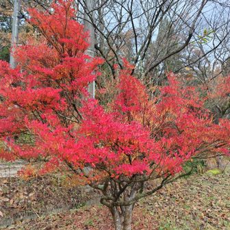 ドウダンツツジはまだ紅葉が残っていました。