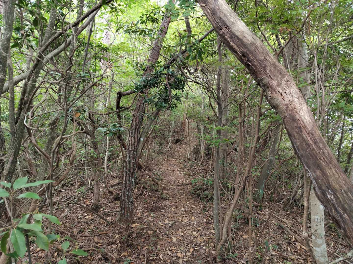 クモの巣なし！ストレスフリー！