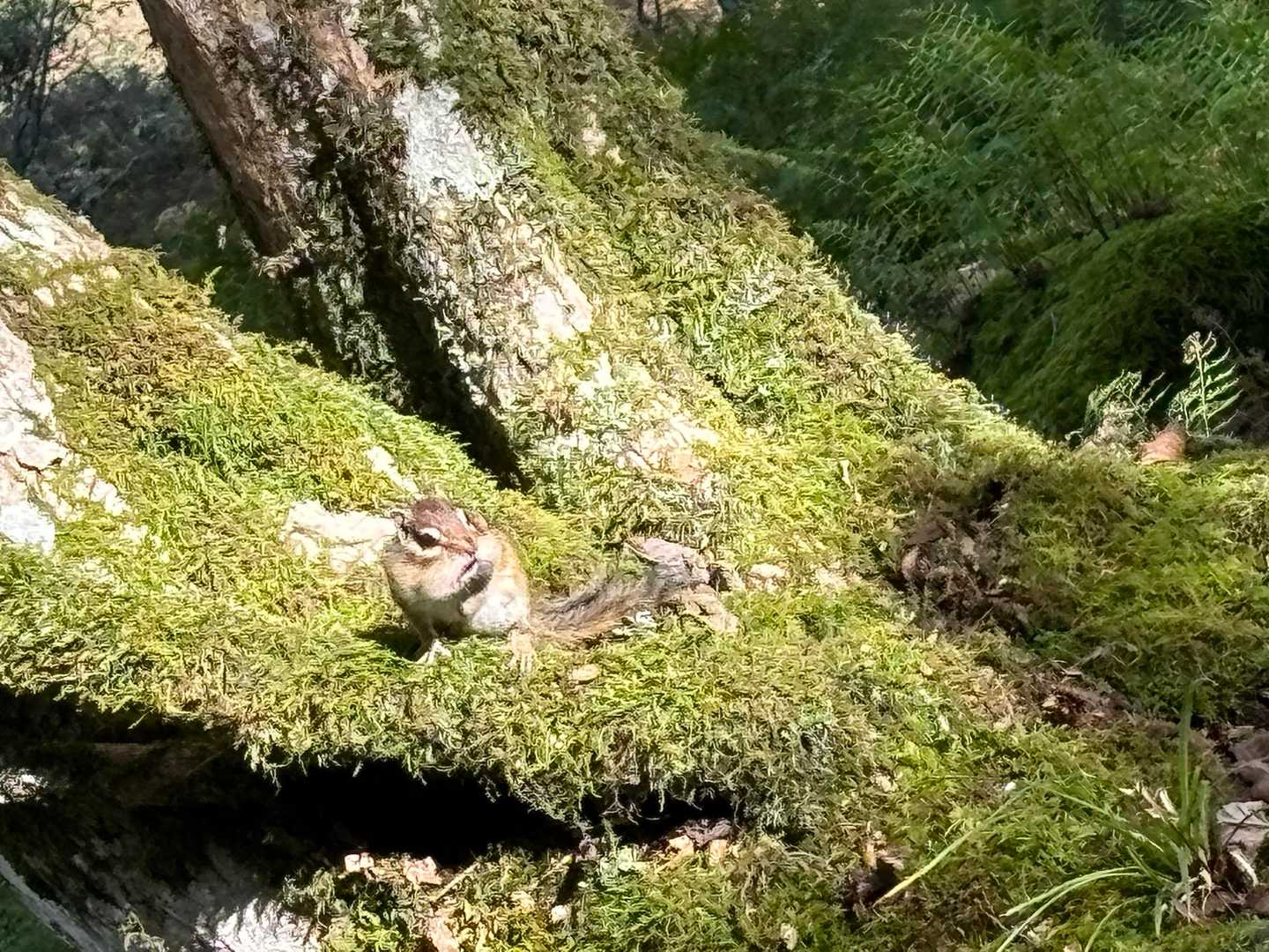 どんぐり食べた？