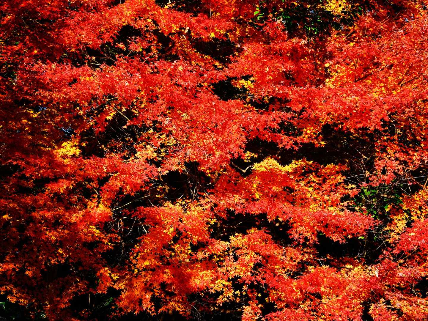 紅葉🍁が見事😍