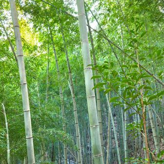 naomi ₍ᐢ⓿ᴥ⓿ᐢ₎🦝