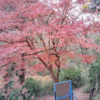 大楠山はカット
