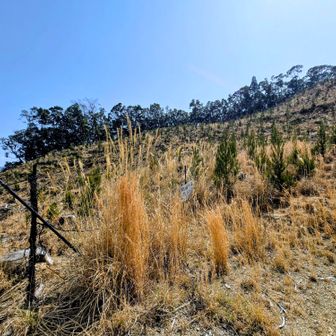 登山口👀
鹿避けネットの手前か奥か🤔
ネットを開閉出来る所があったので奥へ🚶‍♂️
登って行くとネットで阻まれたけど跨げる高さ😅(正解かは不明)
短く刈ってあったけど幹の太いイバラ有り⚠️