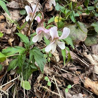 エイザンスミレ