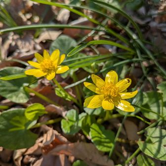 リュウキンカ😍