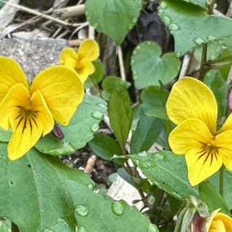 今年は見れてよかった♡