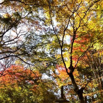 いつまでも見ていられる。