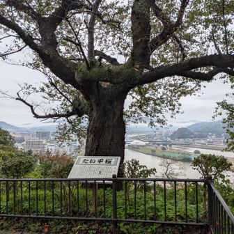 知る人ぞ知る笑点に出演している林家たい平山が植えた『たい平桜』🌸

毎回思うけど、これは樹齢的には違うと思う😂
