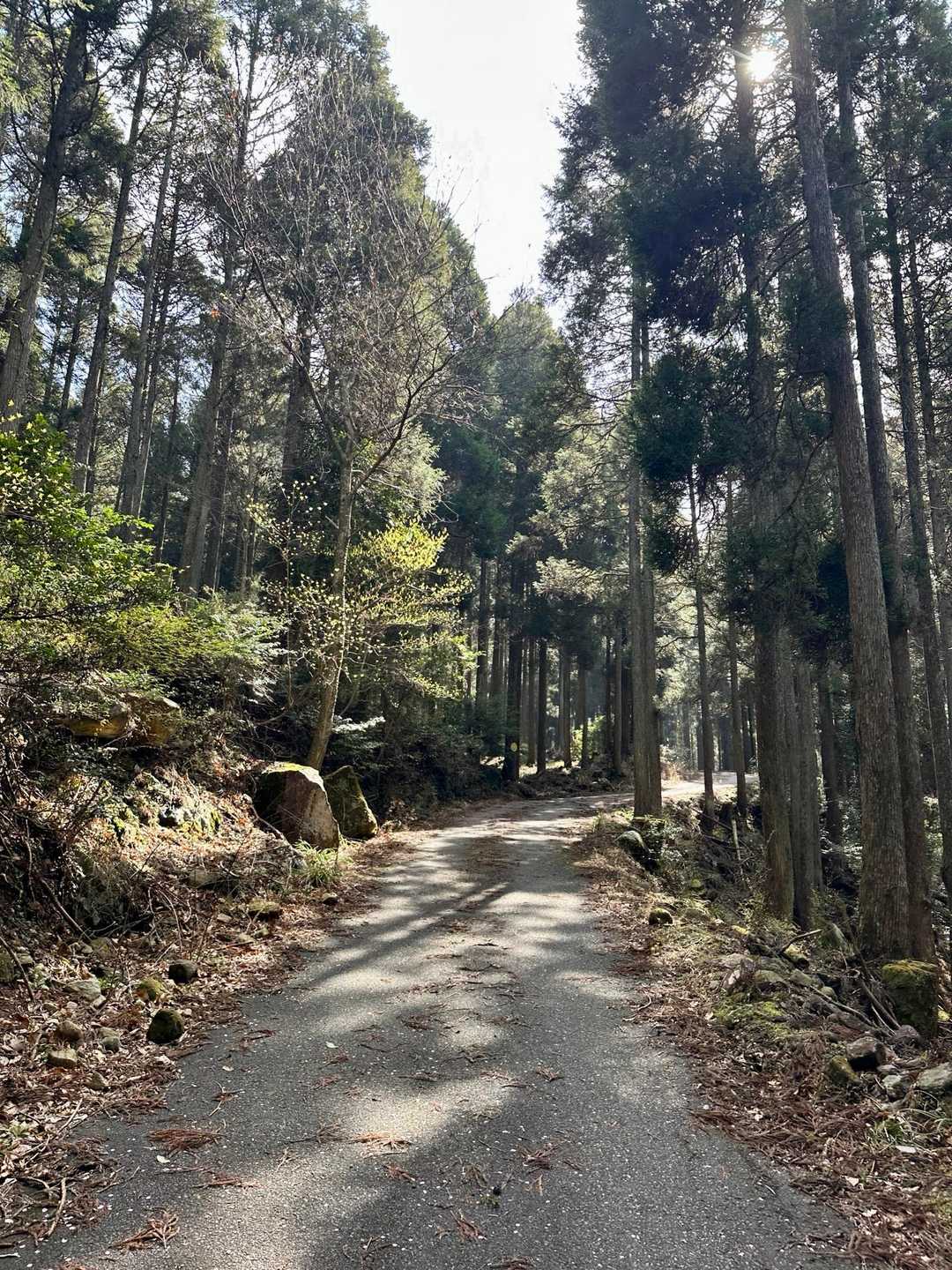 玉屋神社登山口-鬼杉-猫の丸尾 往復コースの写真