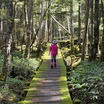 木道が苔に覆われていてまりもみたい。
