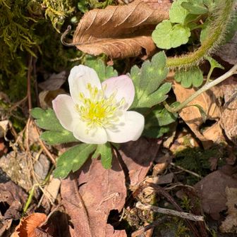 たった一輪咲いていたニリンソウ