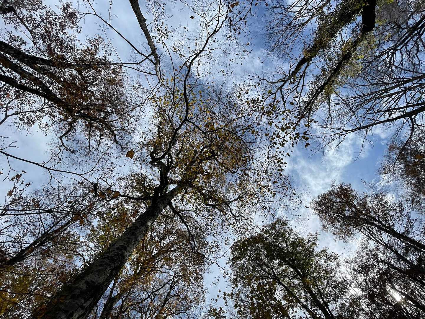 ブナの巨木とか🌲湿原とか想像以上に素敵でね😊ハートに優しいスポットよ💕