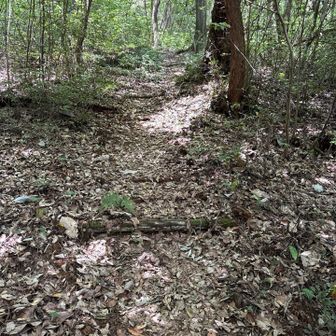 ふくろうの小道はこんな感じ
YAMAPの記録では歩いてる人少なそうだね