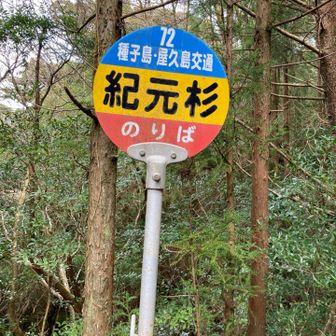 紀元杉バス停からバスに乗車した