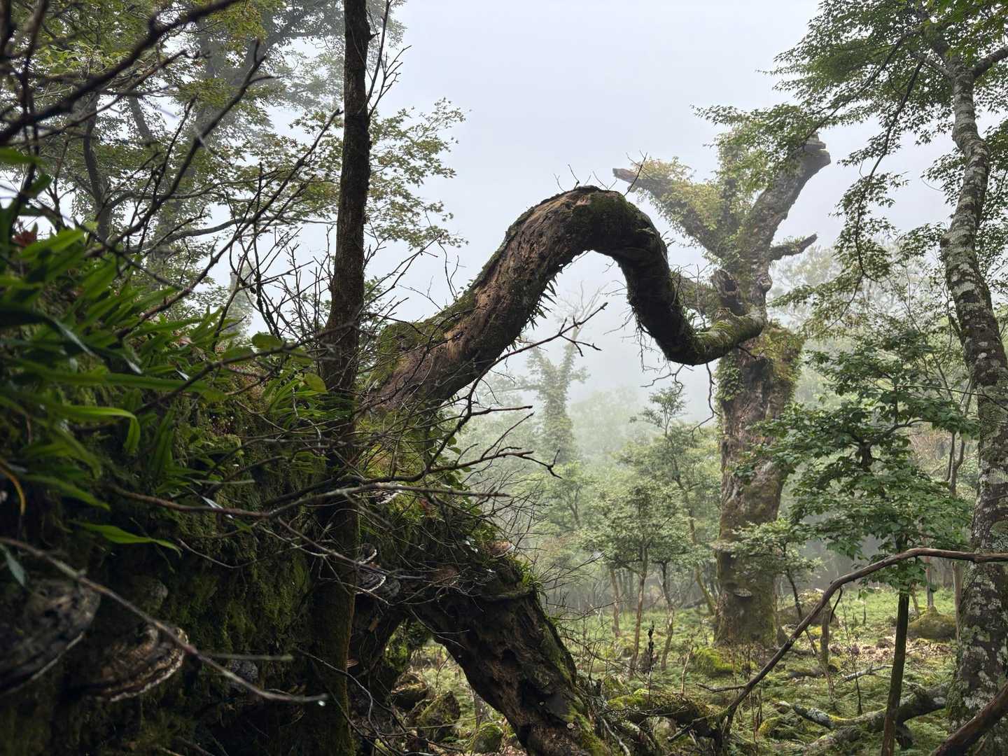 怪しげなオブジェ