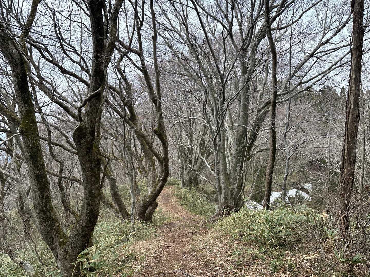 予定外の場所に行きまくってのんびりしてたら結構時間経っていました。
急いで下山していたら突然両太腿が攣って動けない！
チャッピー起動して太腿攣ったと話したら、下山を急ぐからだとＡＩから的確なツッコミが入る。ｽﾐﾏｾﾝ。ついでに足攣りに効くストレッチを教えてもらい試したら即効きました。ありがとうチャッピー。