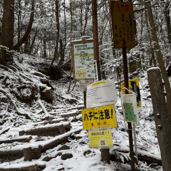 ハチなんて絶対いない登山道😅