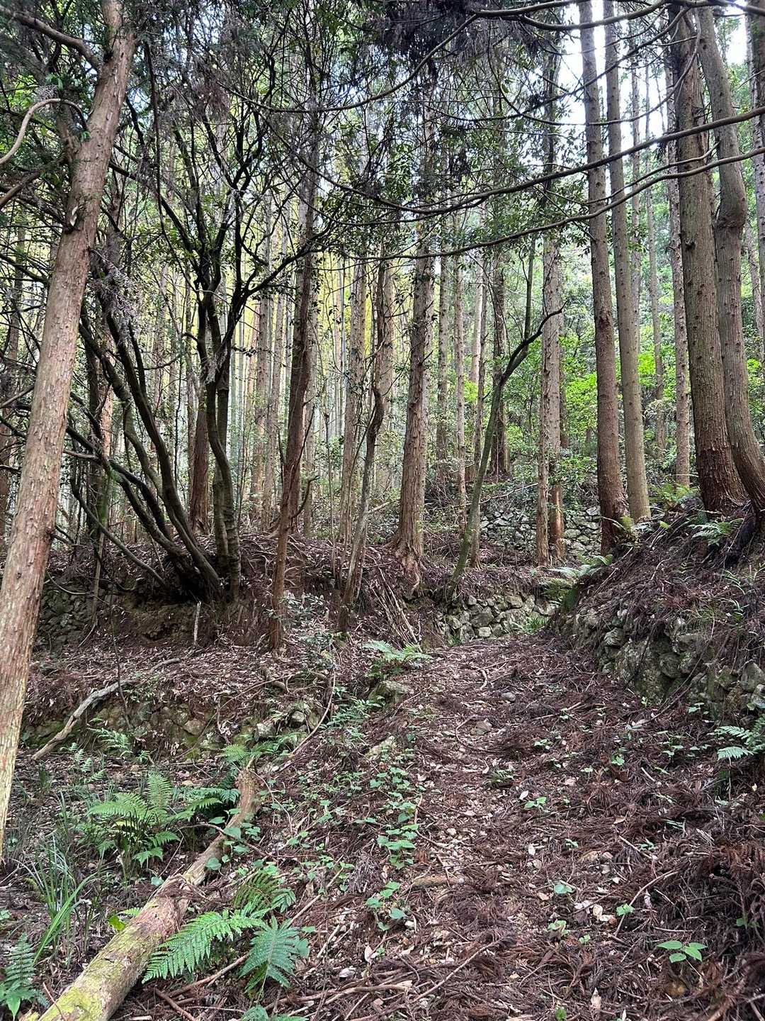 岩山 往復コースの写真