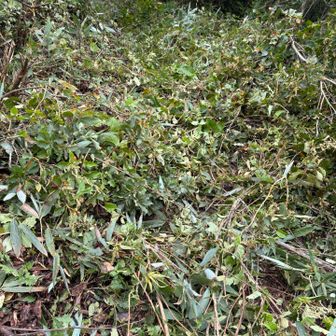 一面刈られた枝？ゾーンが始まる
登山道が見えない😵‍💫