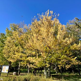 紅葉鮮やか。