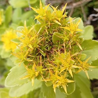 キリンソウ
道路沿いの石垣に色んな花が咲いてますがキリンソウが一番かなw 
