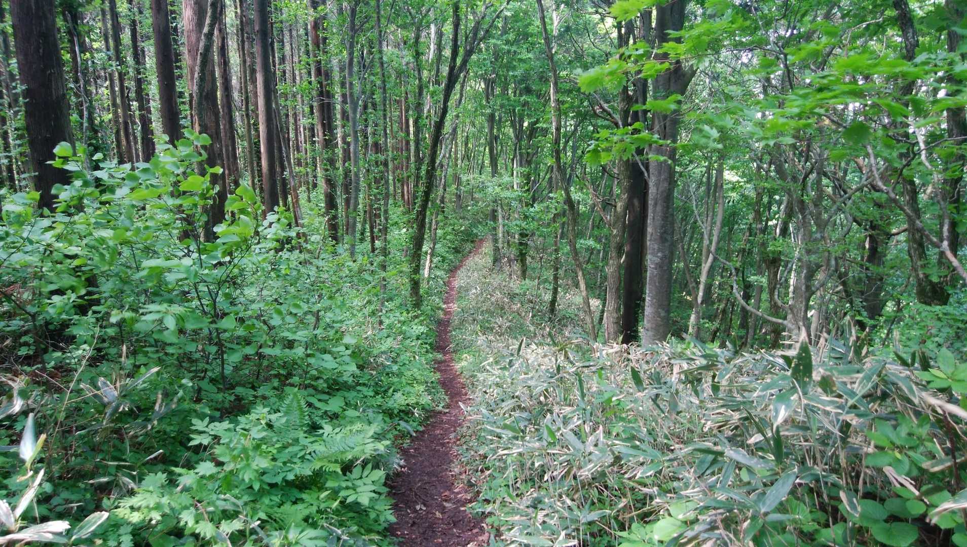 登山道はとても分かりやすく歩きやすいです😄