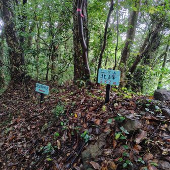 まずは北峰へ。林の中なので峰の感じ無し。ただし向こう側は切れ落ちています。