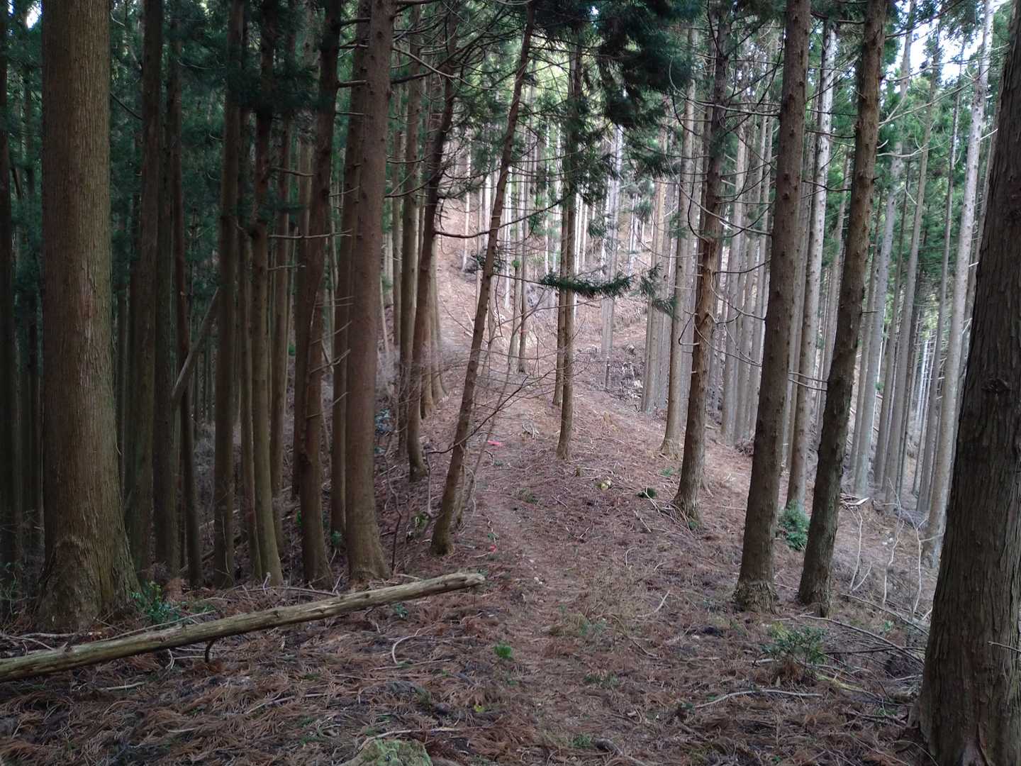 何か林道と合流
林業の作業どうかな？