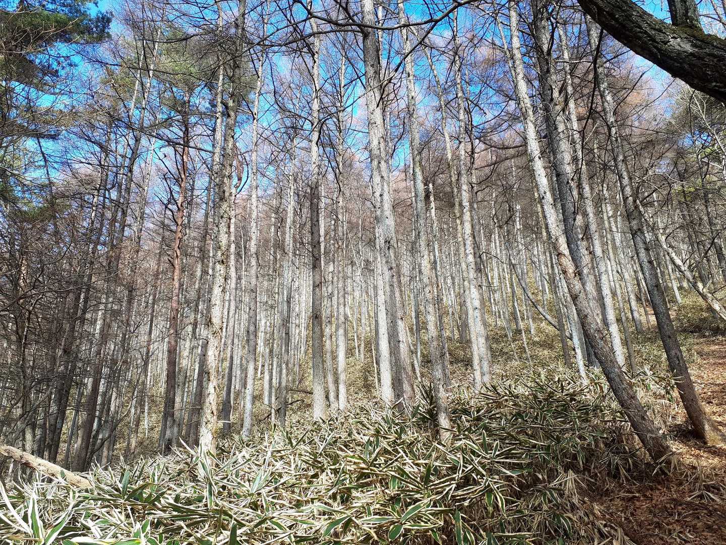 いい感じの林だが、急登がキツイ！