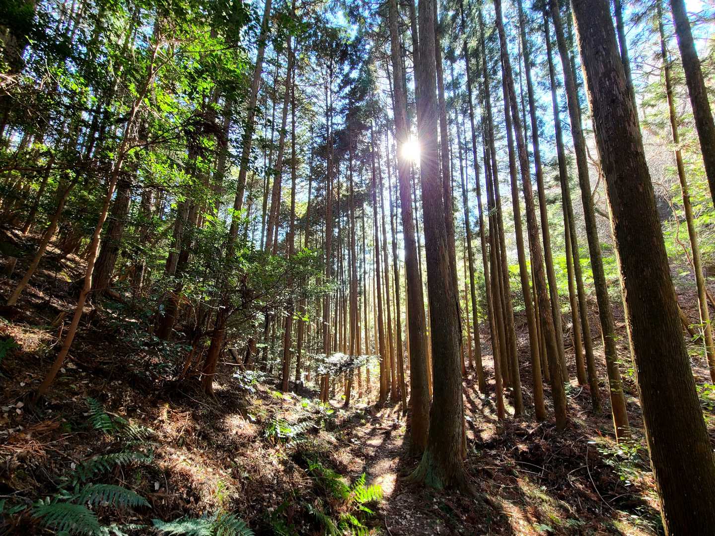 大岩岳 往復コースの写真