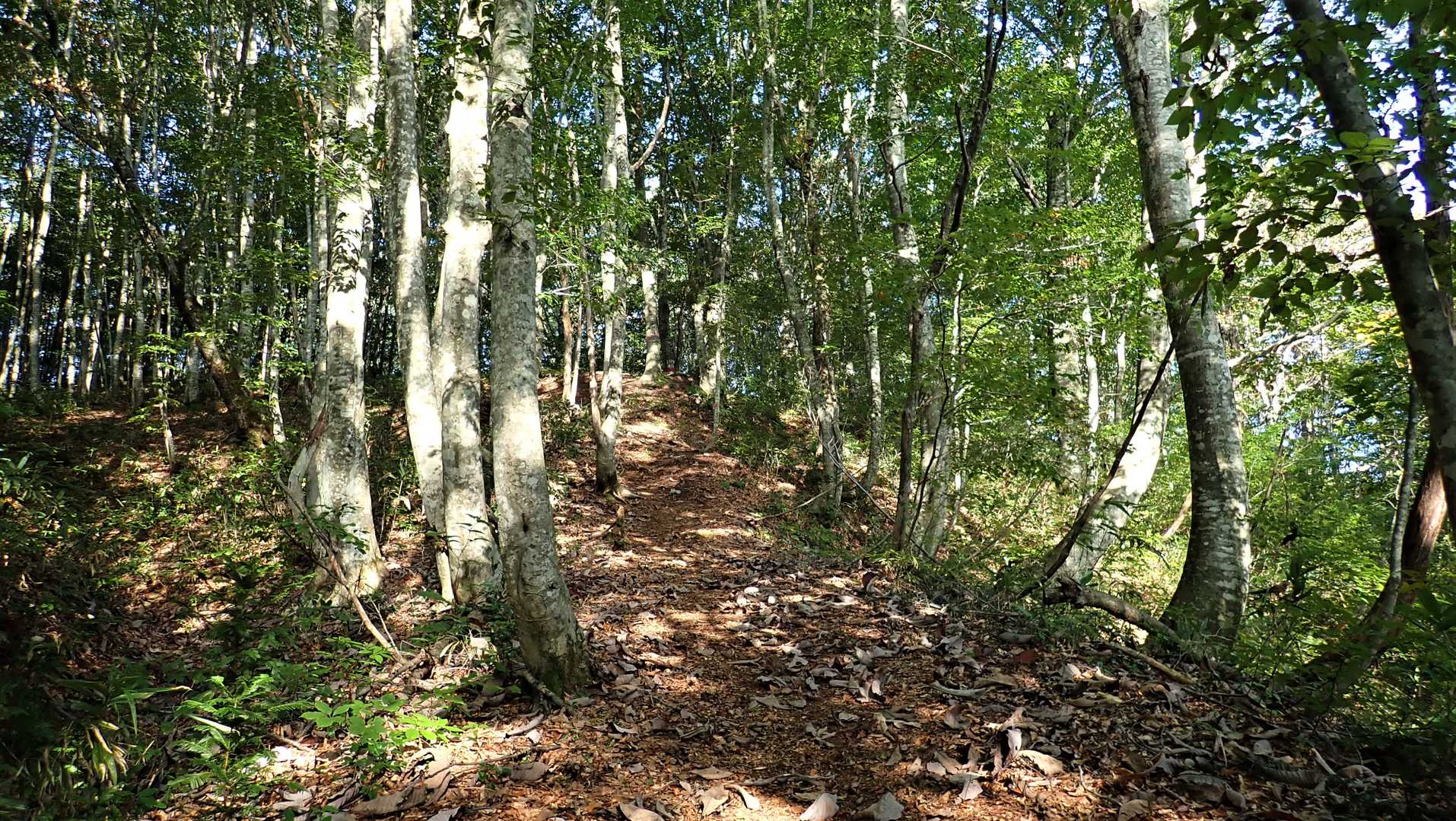 気持ち良い登山道・・・