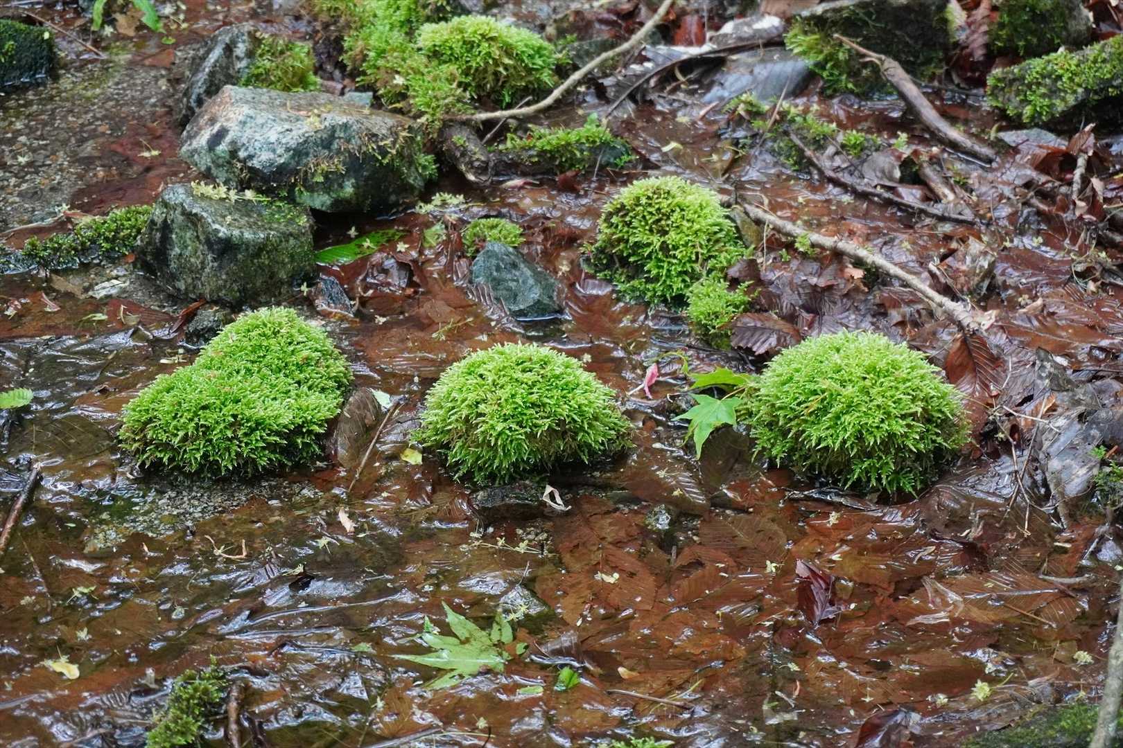 苔生す沢沿いを進む