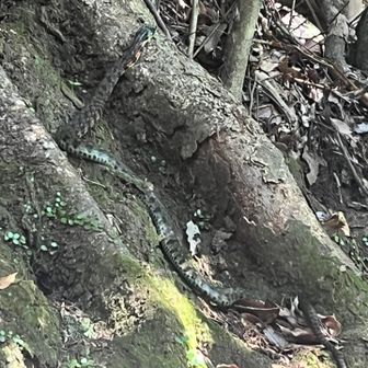 するとすぐに
ガサガサって音でみたら🐍
ヤマカガシでした
怖〜っ
一瞬寒くなった😱