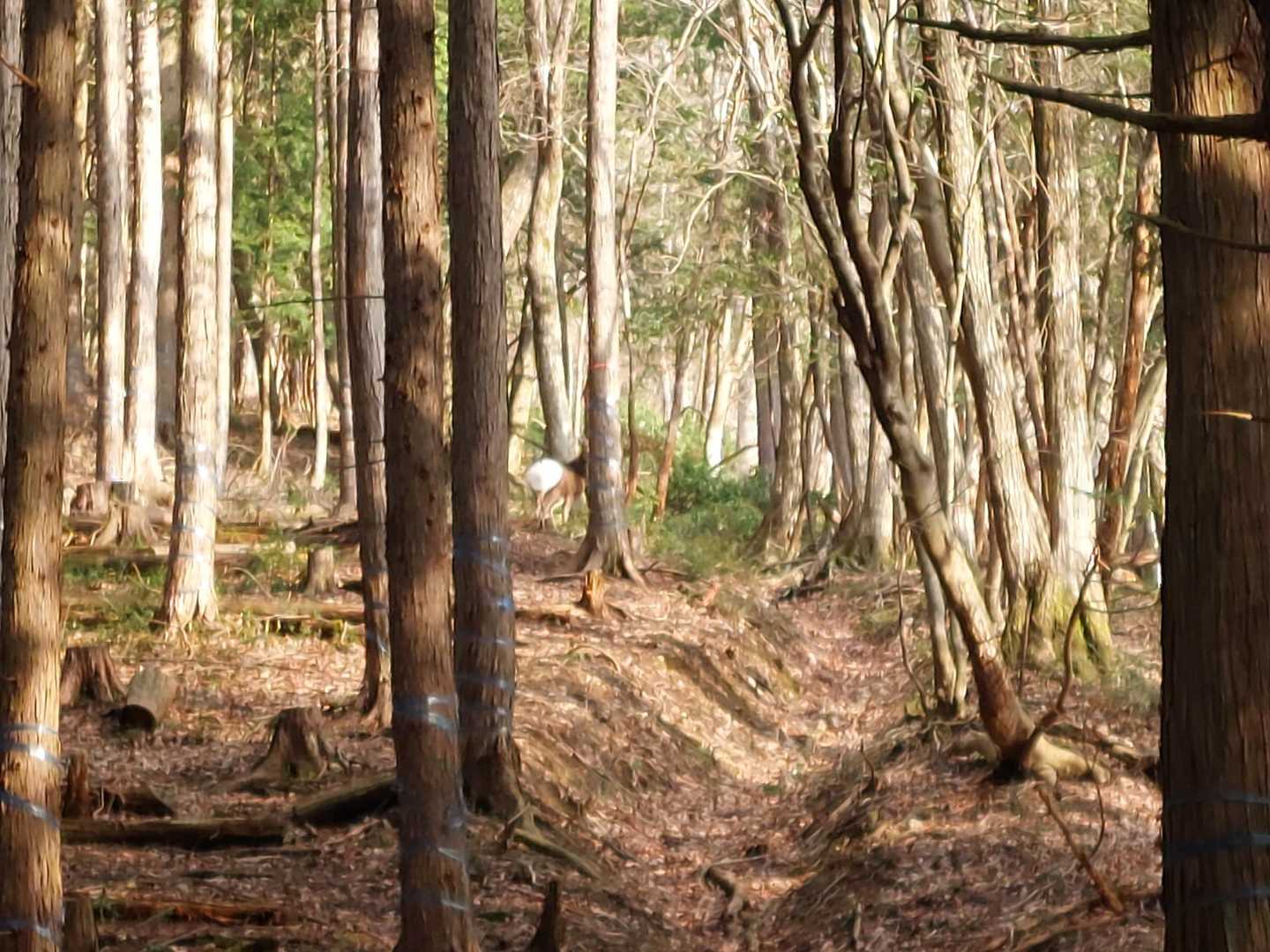 横から鹿(後ろ姿)が飛び出てきました🎵
