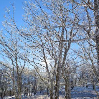 しかも無風
でもやっぱ９時には融けだした