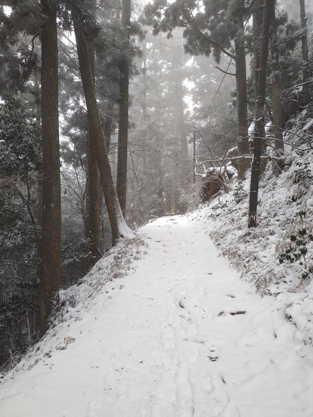 このあたりからは登りが緩くなり、歩きやすいです