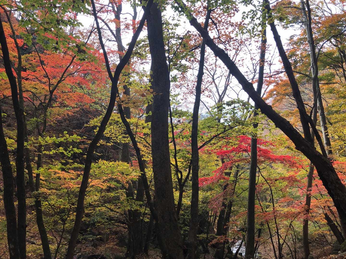 滝子山 往復コースの写真
