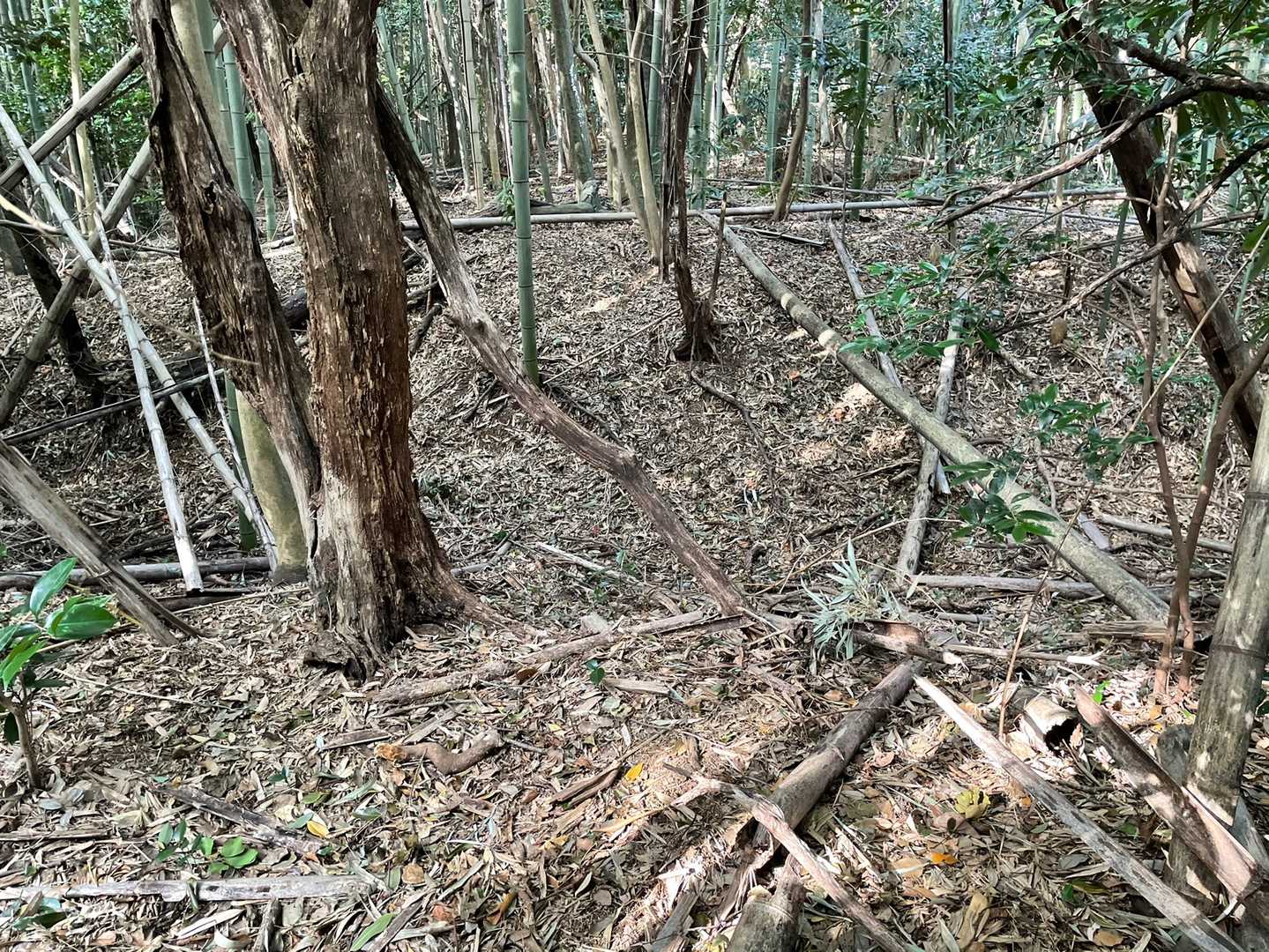 竹🎋ちゃんから抜け出すと、
尾根が人工的に切られてる！