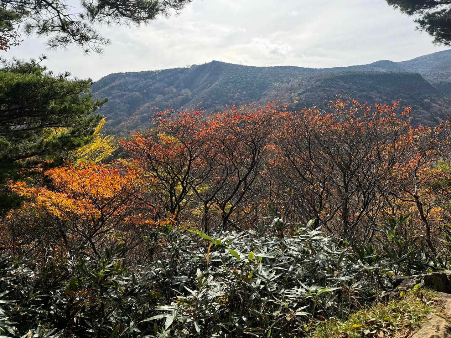 忘れてた！東北の紅葉を楽しみにしてたんだった！！
下の方は紅葉🍁残ってました🧡❤️

安達太良山、まだまだ歩きたい！
また来ます

ありがとうございました🥰