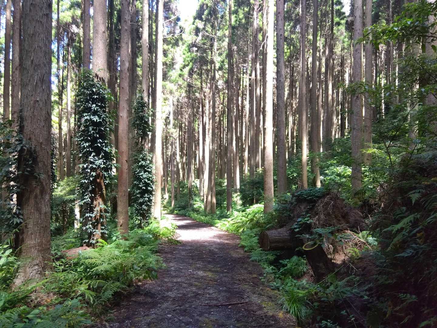 そんなこんなで林道を歩いて車まで帰りました。
お疲れさまでした。
