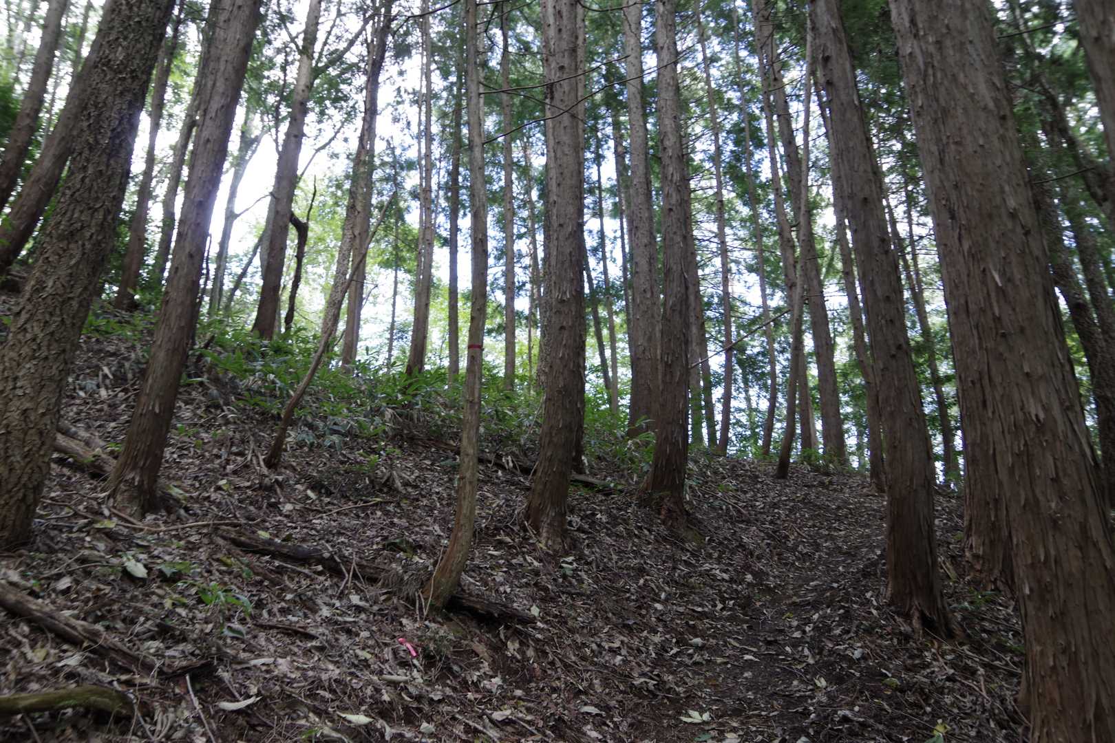 結構、急登です💦