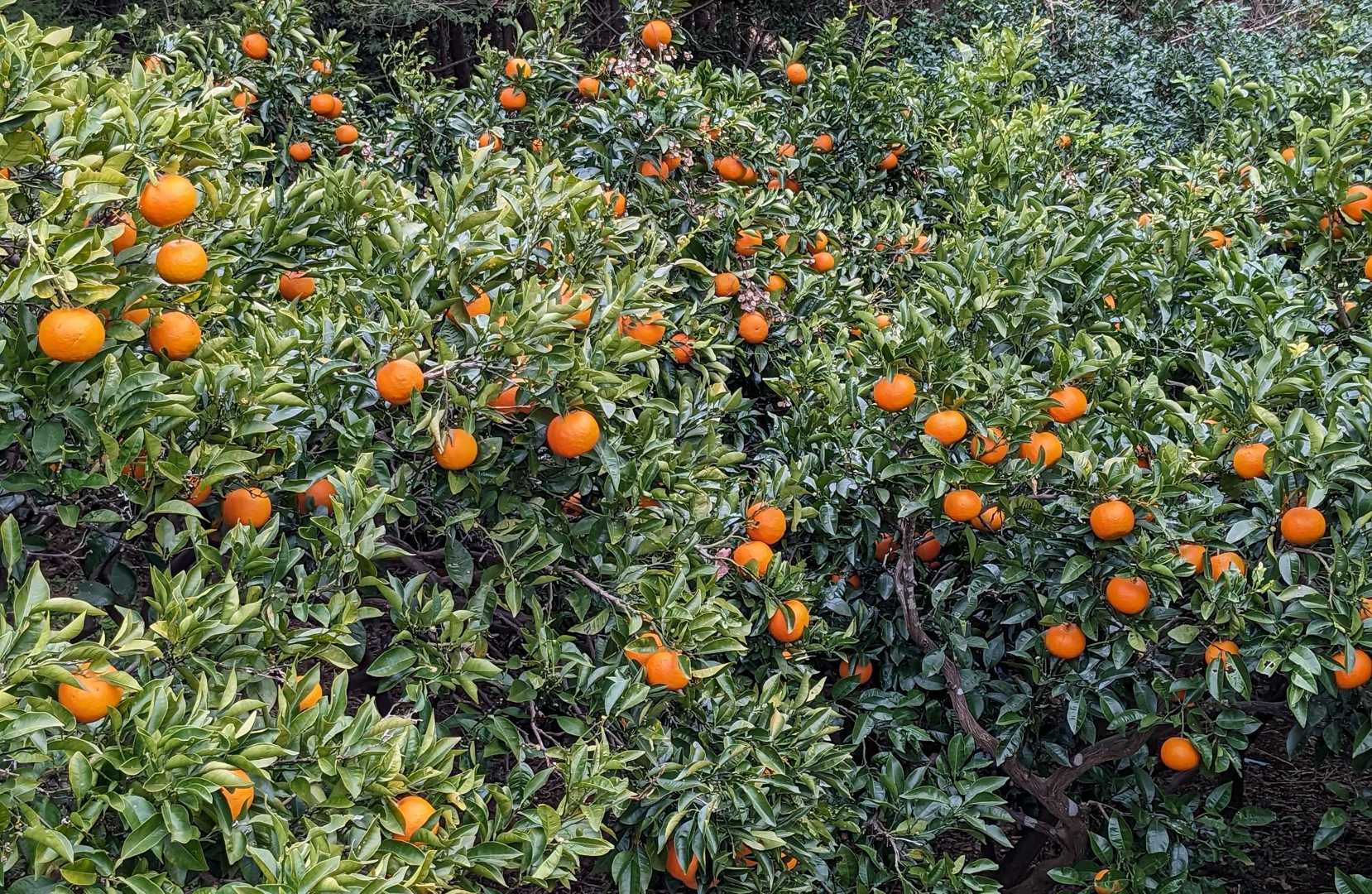 ゴルフ場を抜けてあたりが開けると、
たわわに実ったみかん🍊
この辺は柑橘の産地なんですね！

12:13 ここで今日最後に登って来た
若い人達とすれ違う
ハイキングスタイルだけど、
女性が疲れている…
聞くとこれから南郷山〜幕山まで行く計画😰
「とても大変ですよ」と声掛けしました
ところで私もソロだから危ないですよね💦