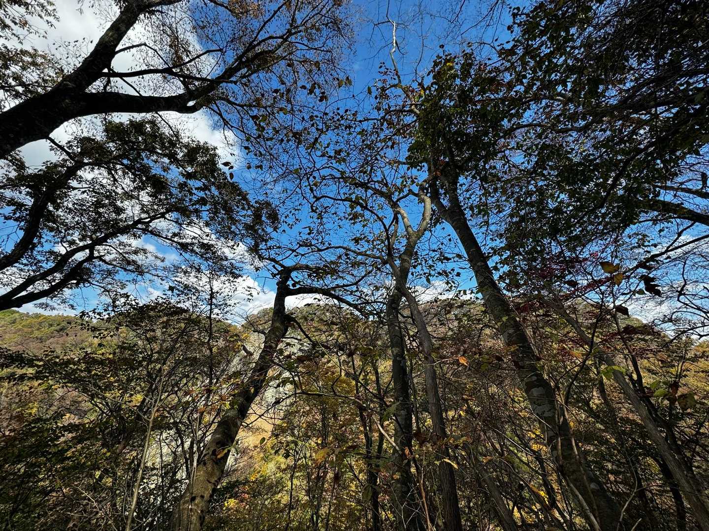 渡渉の後、かなり登り返してから袋田の滝に向かいます。結構きつい😓