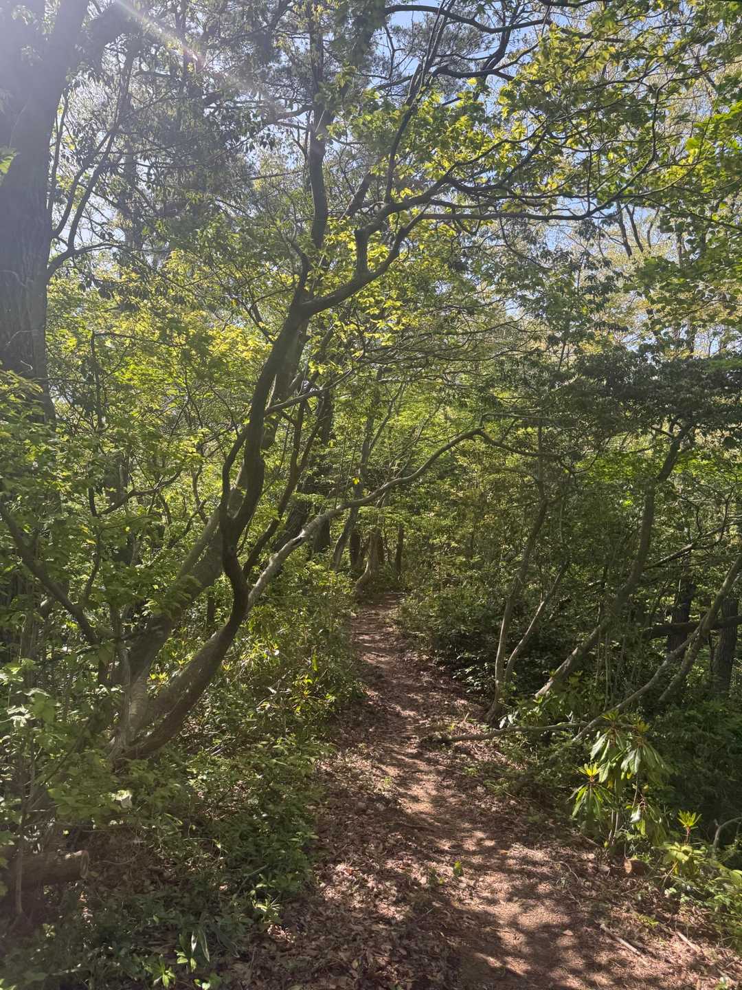 緑の葉🍃の美しい時期が来ました😊